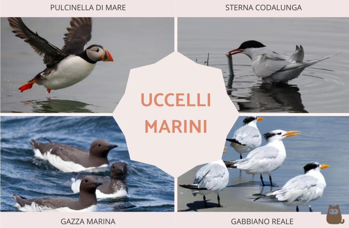 Uccelli marini: nomi e caratteristiche