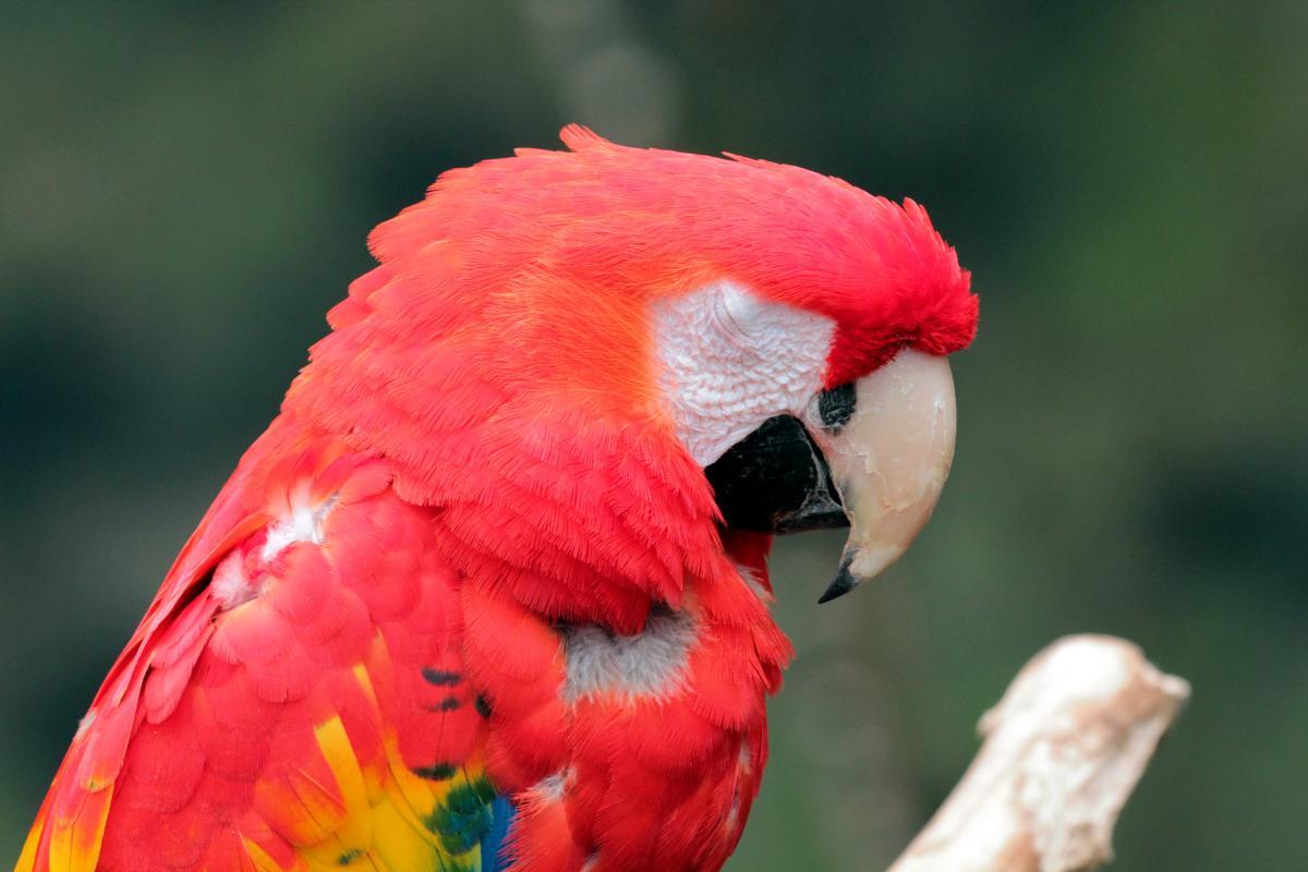 Come dormono gli uccelli?