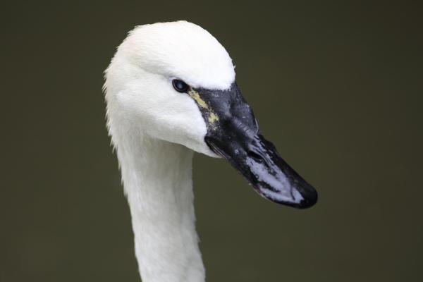 Uccelli erbivori: elenco di esempi - Caratteristiche degli uccelli erbivori