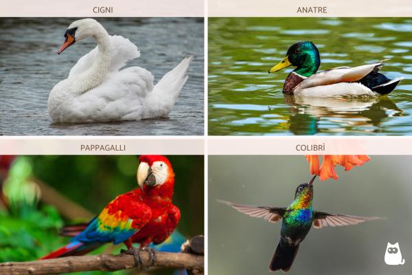Uccelli erbivori: elenco di esempi - Esempi di uccelli erbivori