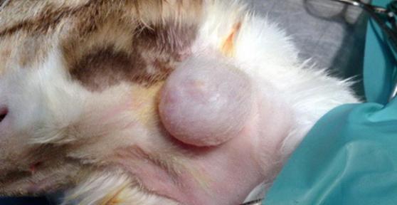 Noduli sottocutanei nei gatti: cause e cosa fare