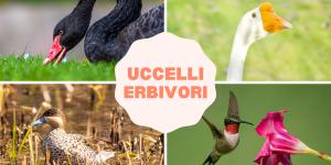 Uccelli erbivori: elenco di esempi