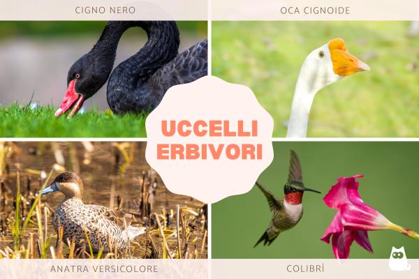 Uccelli erbivori: elenco di esempi