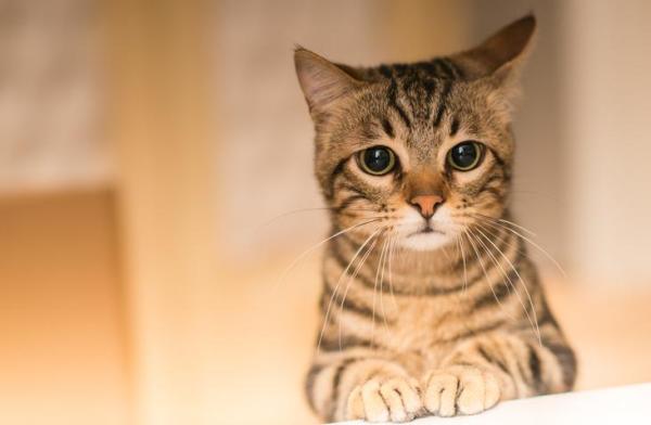 15 Cose da non fare con il gatto