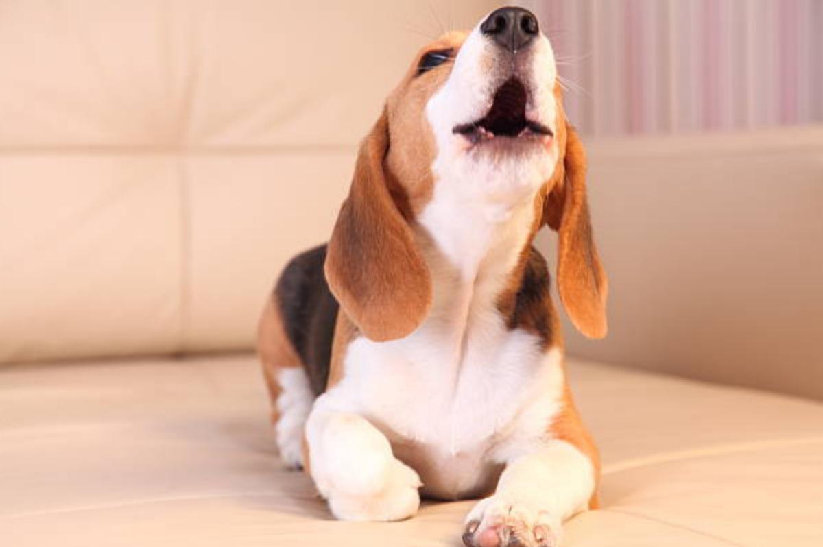 Perché il cane guaisce improvvisamente?