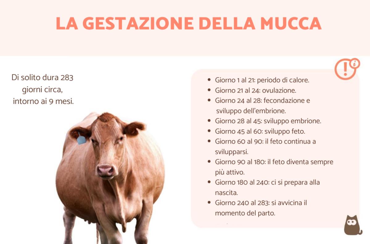Gestazione della mucca