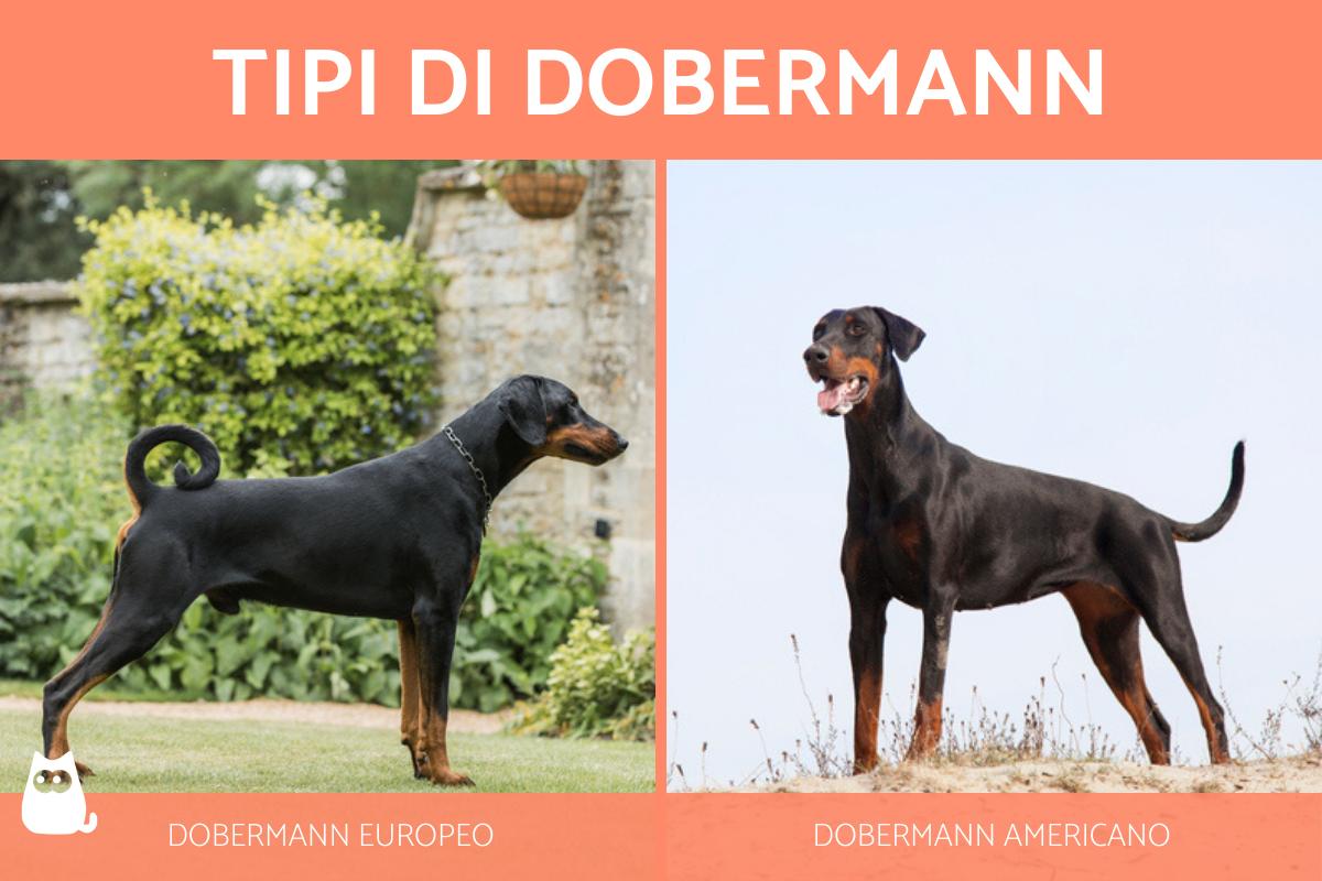 Tipi di Dobermann