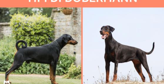Tipi di Dobermann