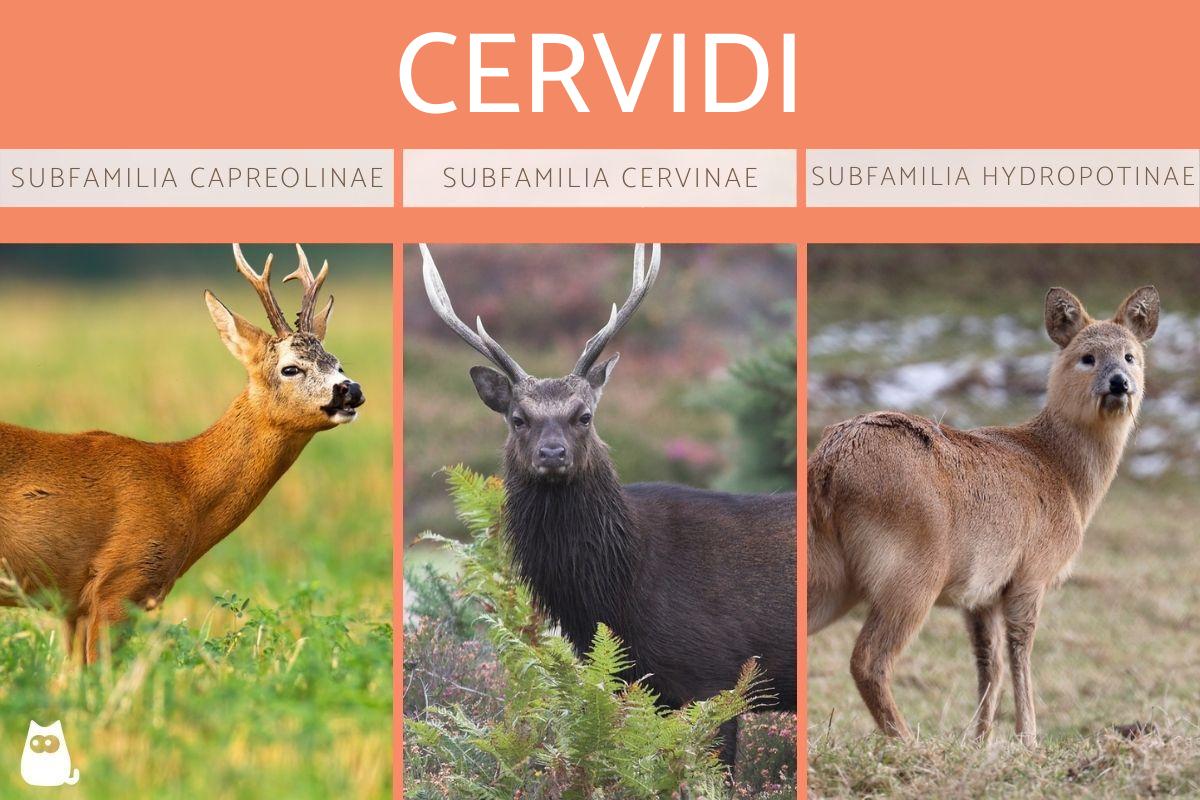 Cervidi: Tipi, caratteristiche e habitat