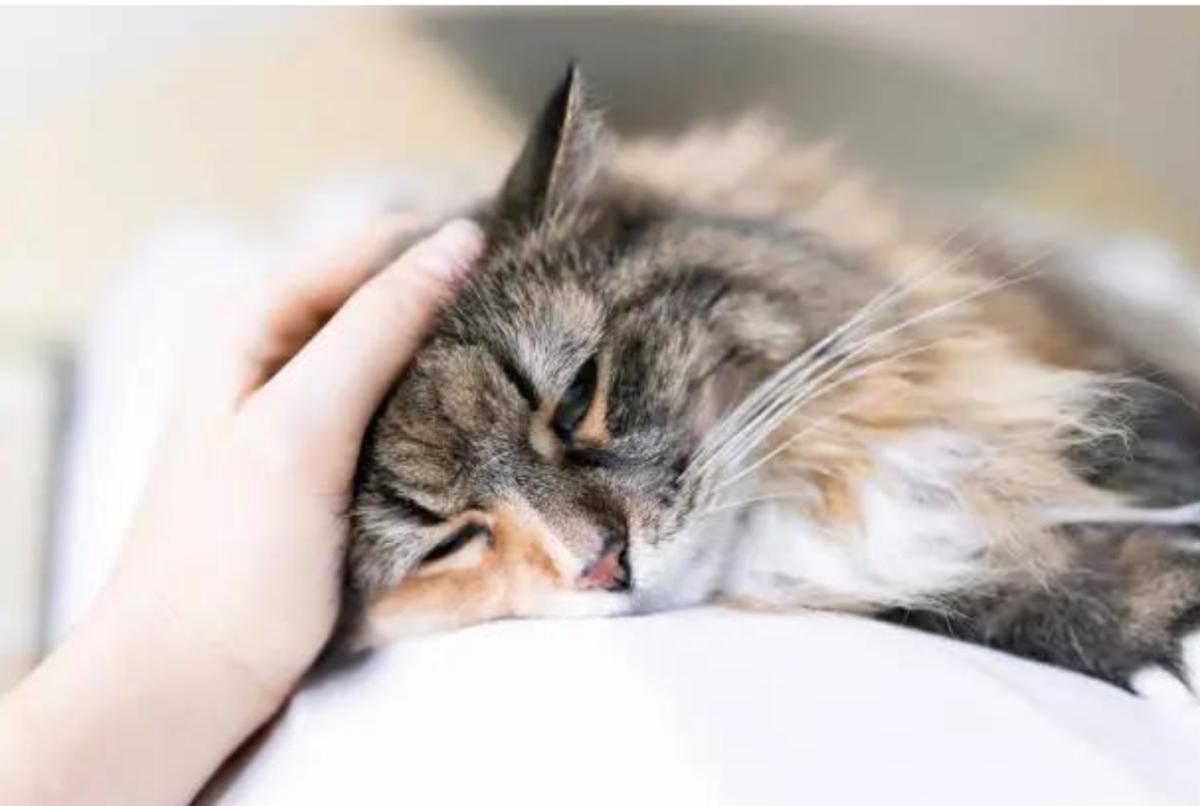 Posizioni del gatto quando sta male o sta morendo