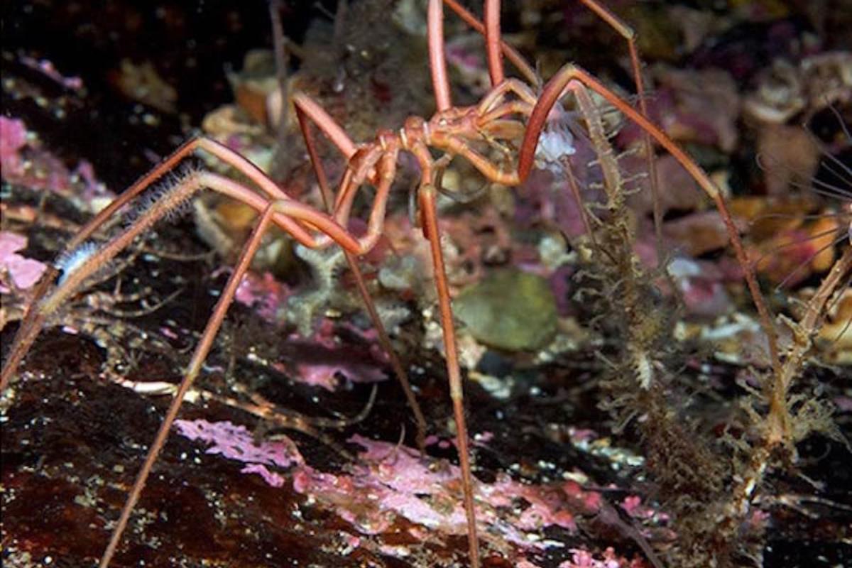 Ragni di mare - Tipi, caratteristiche e habitat