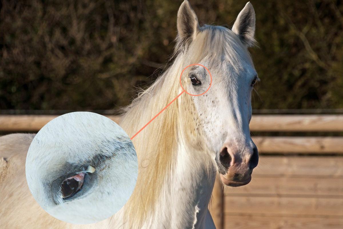 Congiuntivite nel cavallo: Cause, Sintomi e Rimedi