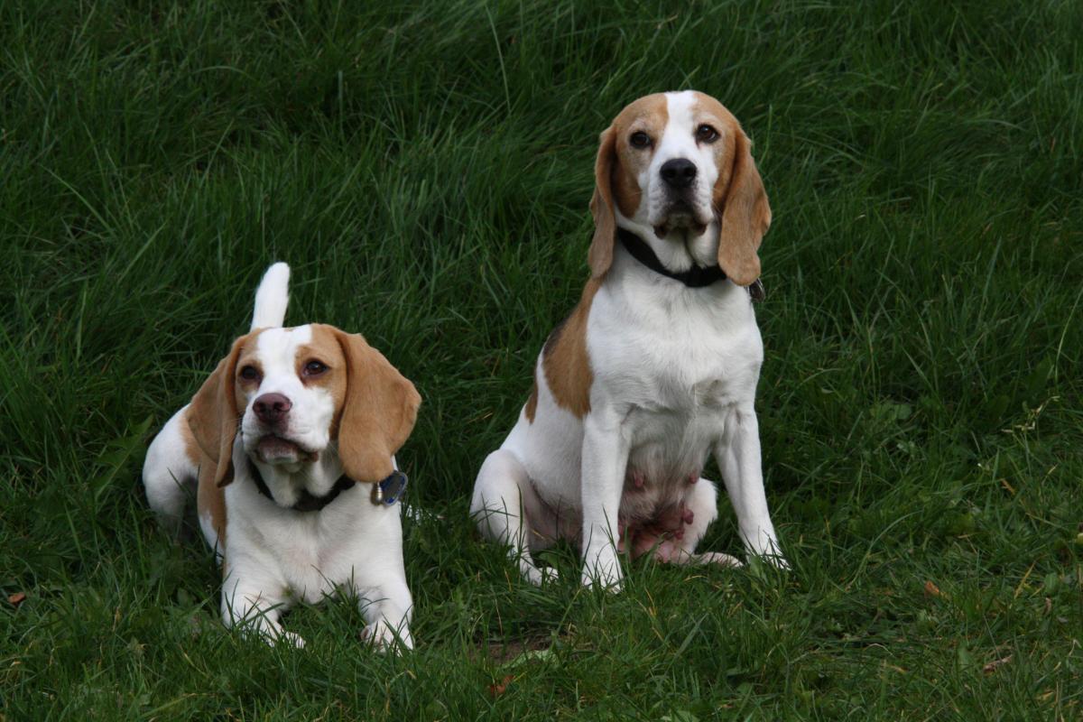 Periodo fertile del cane in calore