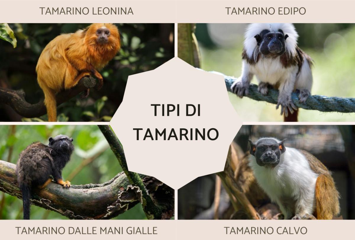 Tamarino: che animale è, caratteristiche e dove vive