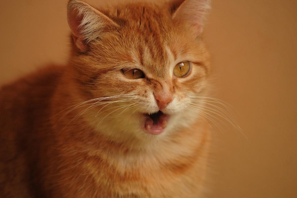 Dispnea e difficoltà respiratorie nei gatti: trattamento e cause