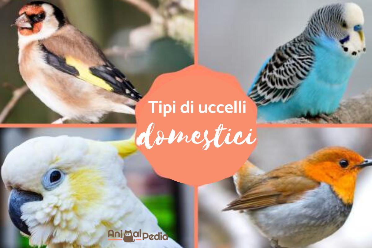 Uccelli domestici: Tipi, nomi e foto