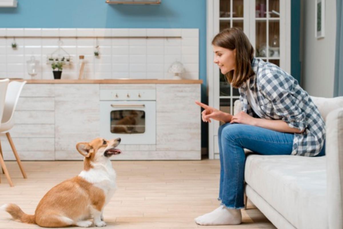 Come educare un cane in 10 passi