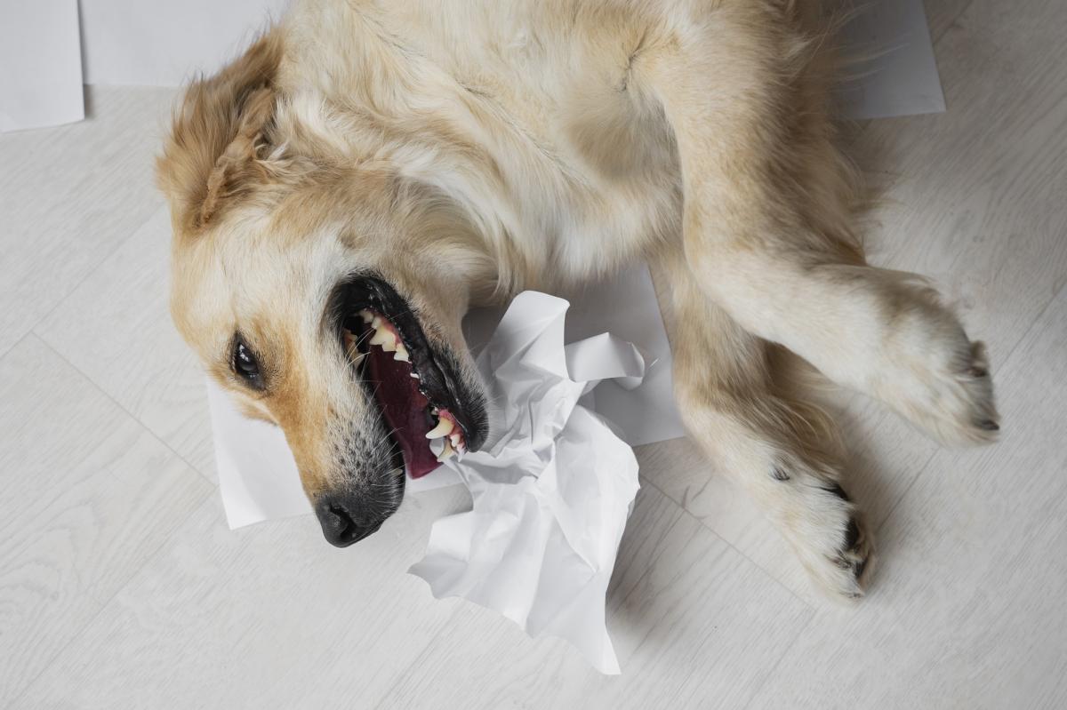 Vomito marrone nel cane: cause e cosa fare