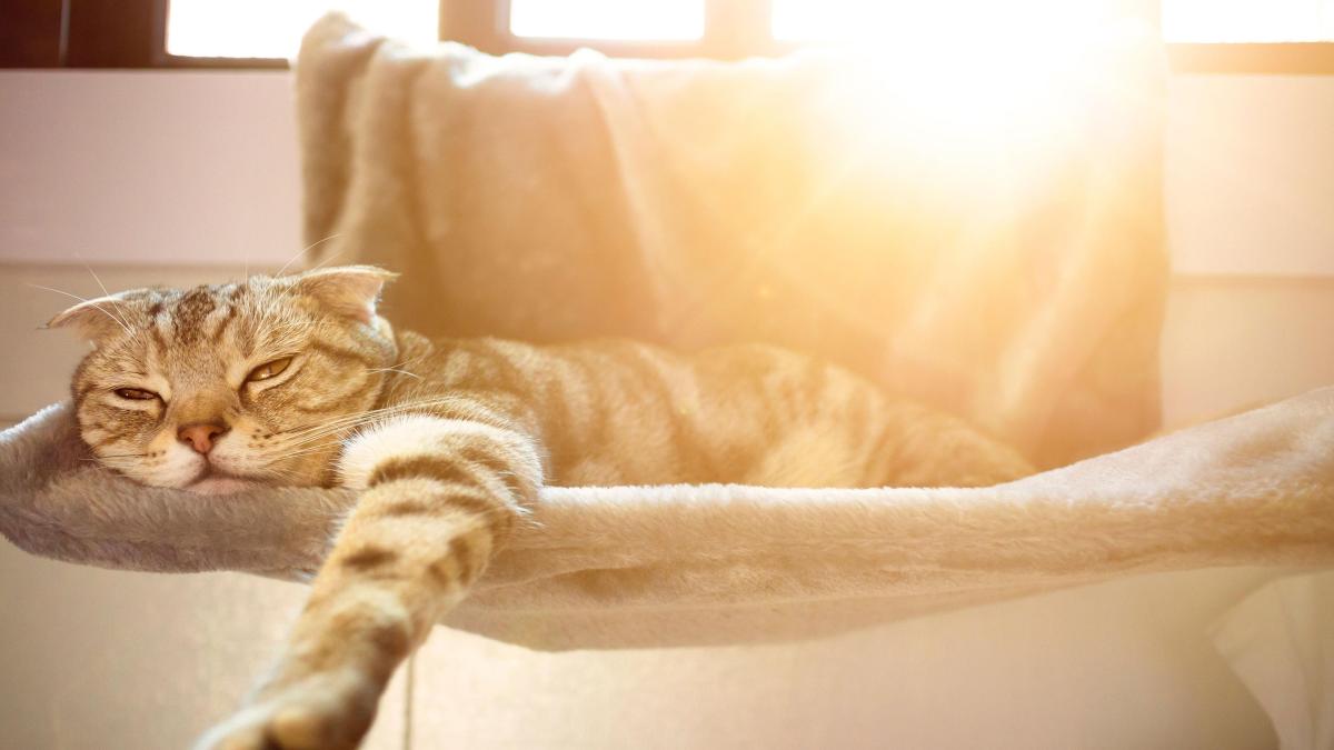 I gatti soffrono il caldo?