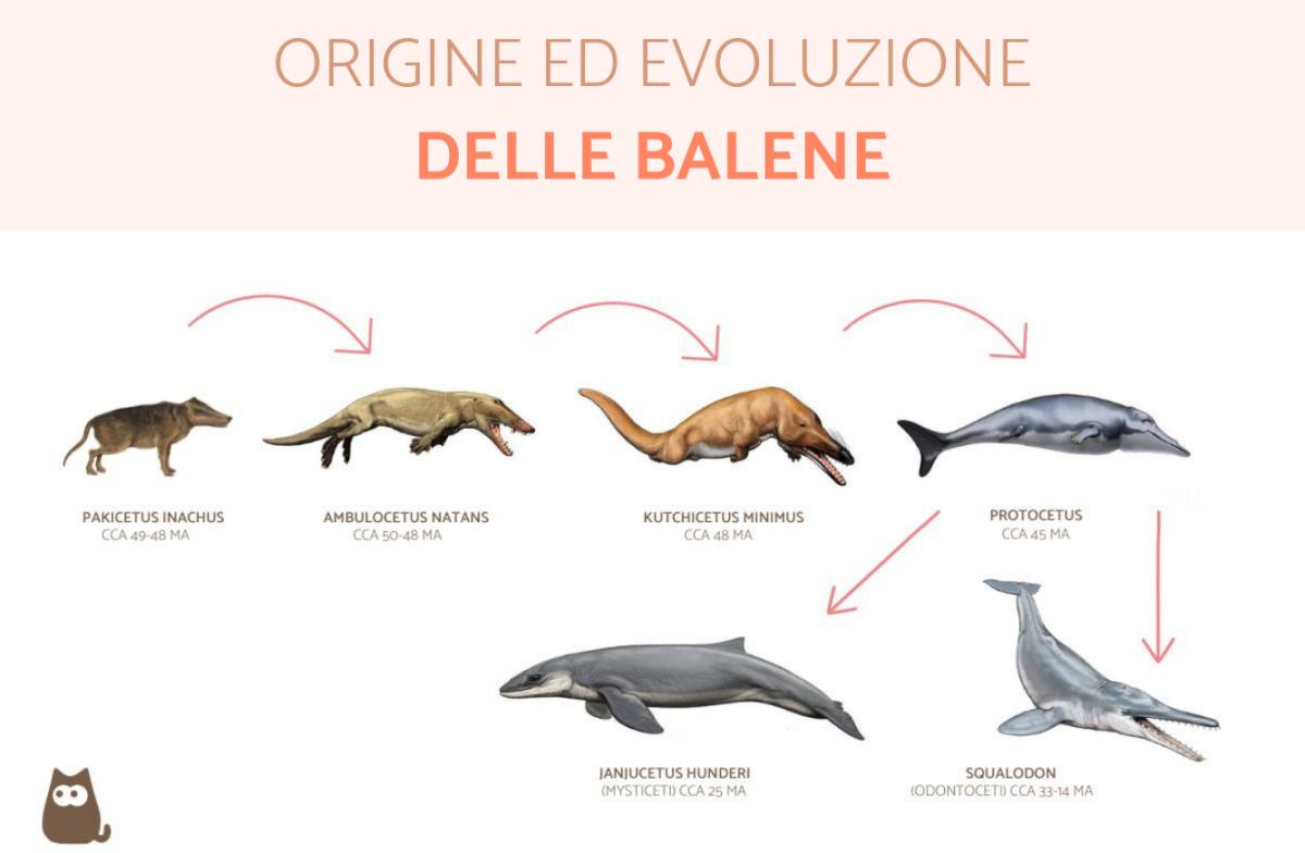 Origine ed evoluzione delle balene