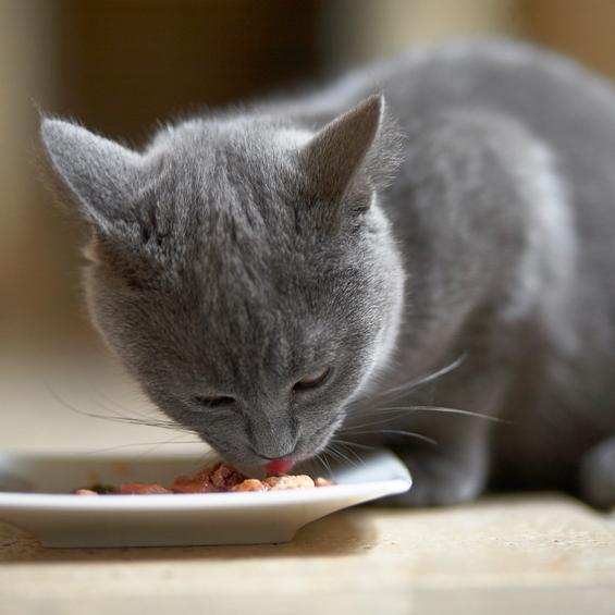 Alimenti ipoallergenici per gatti