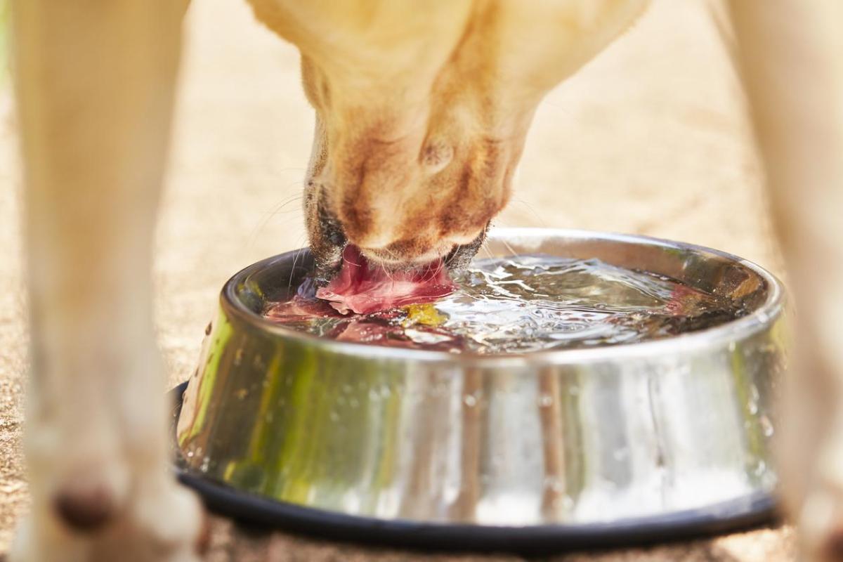 Poliuria e polidipsia nel cane: Cause e cure