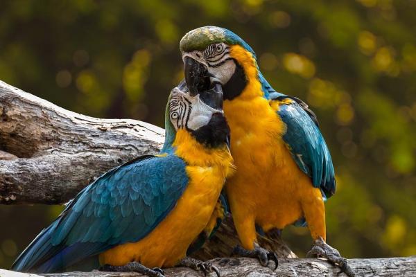 Riproduzione sessuata negli animali - Esempi di riproduzione sessuata degli animali
