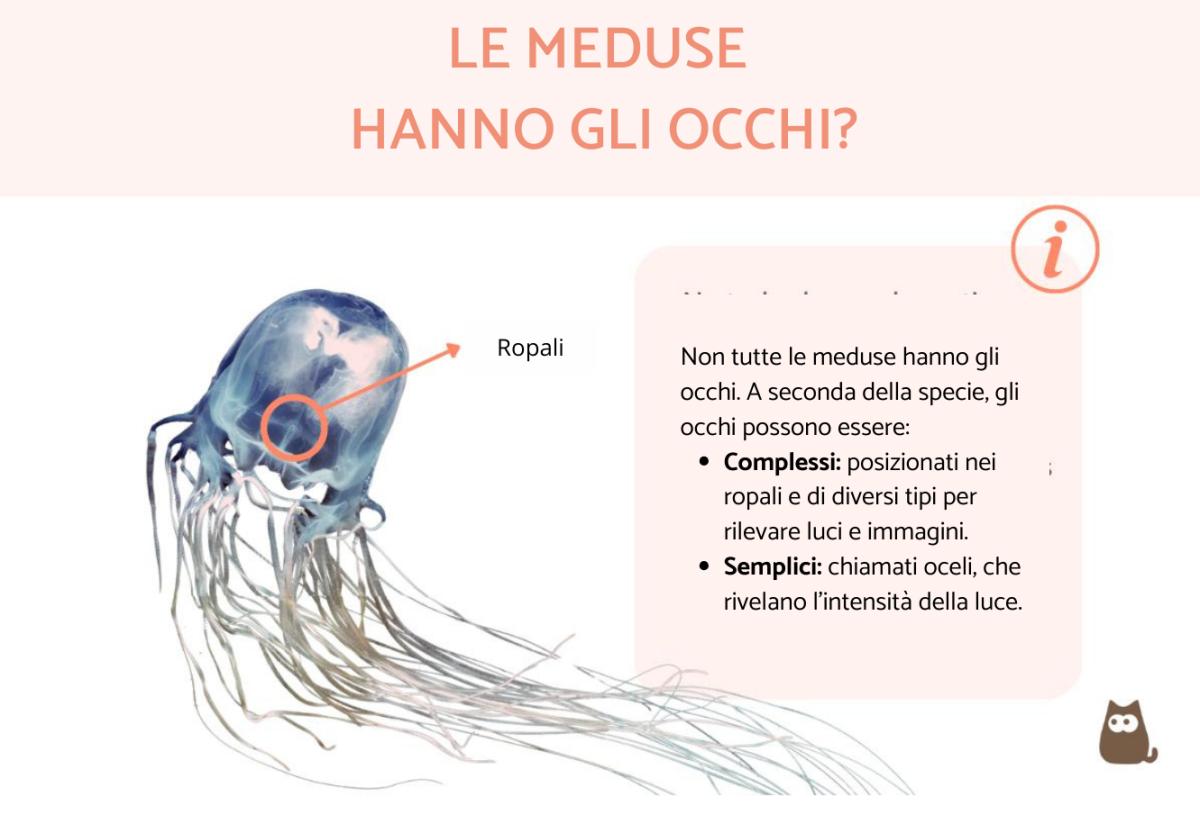 Le meduse hanno gli occhi?