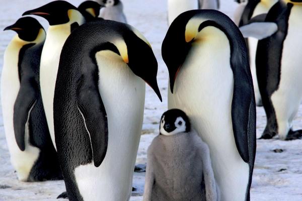 Riproduzione sessuata negli animali