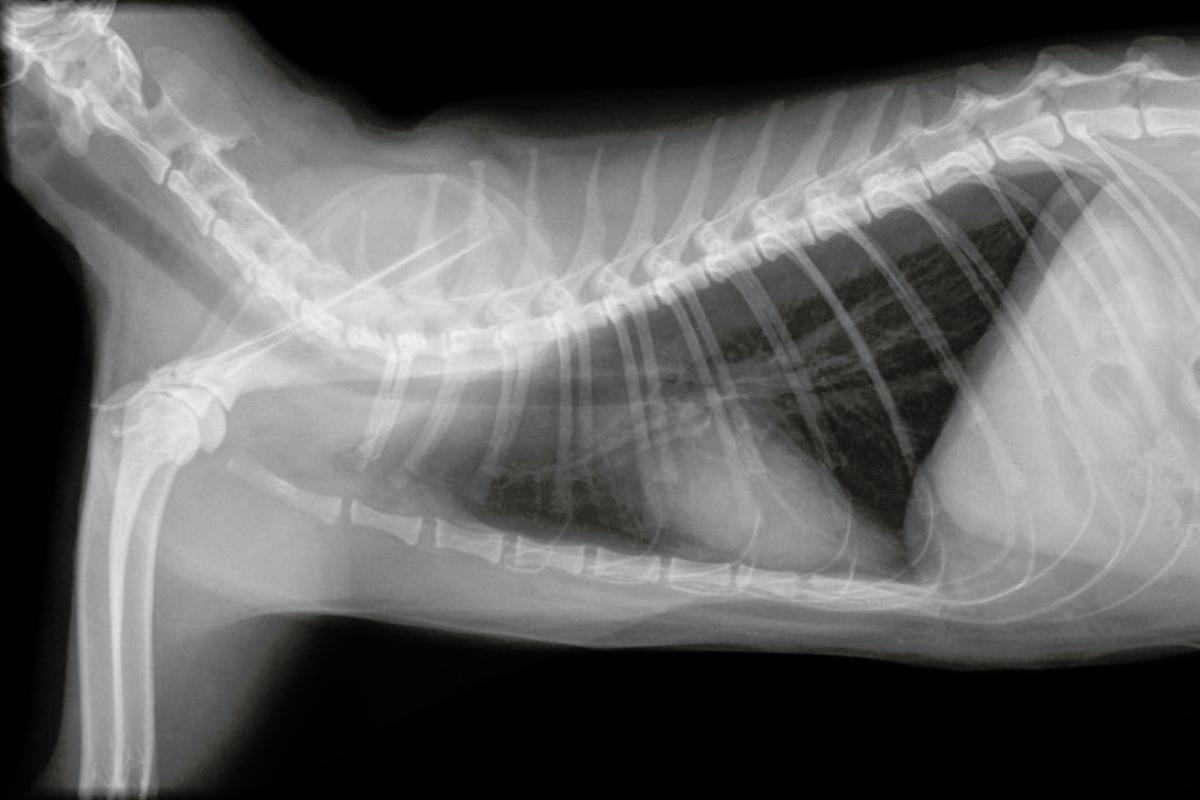 Versamento pleurico nel gatto: Sintomi, cura e tempi di guarigione