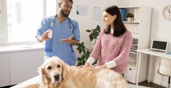 Omeprazolo per cani - Dosaggio, usi ed effetti collaterali