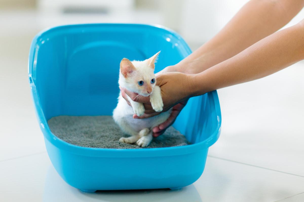 Come insegnare al gatto a fare i bisogni nella lettiera