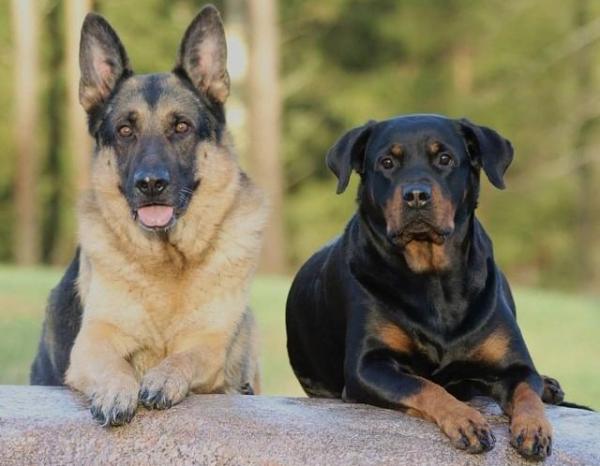 10 razze di cani tedeschi: caratteristiche e immagini