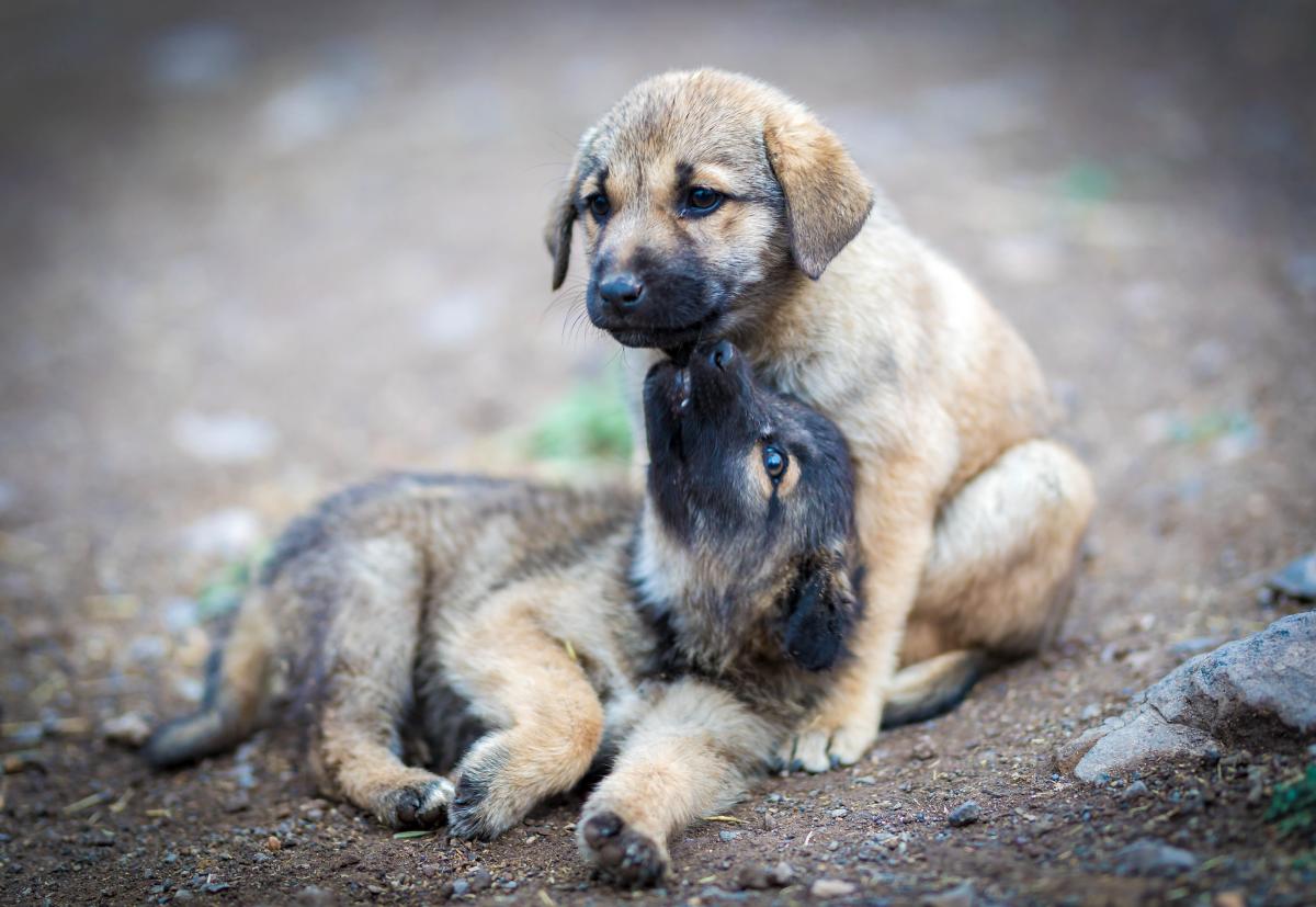Microchip cane: quanto costa e cosa non può fare