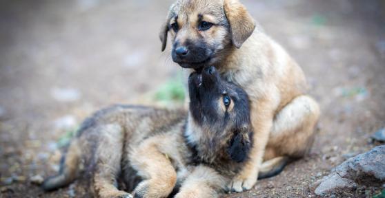 Microchip cane: quanto costa e cosa non può fare