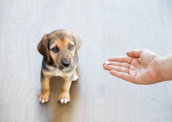 Enterogermina per cani: quando si può dare e dosaggio - Dosaggio di Enterogermina al cane