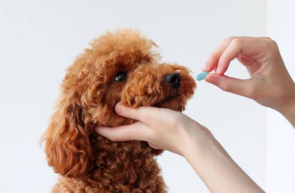 Enterogermina per cani: quando si può dare e dosaggio