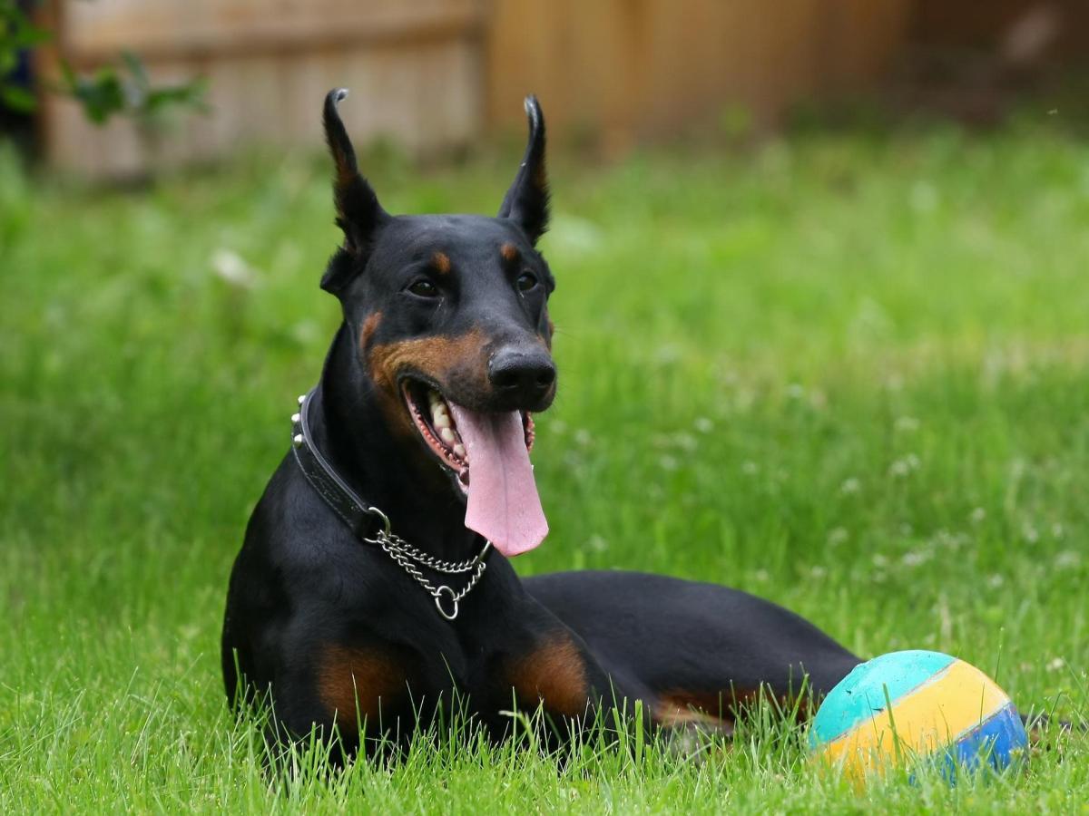 La storia del Dobermann: origini e curiosità