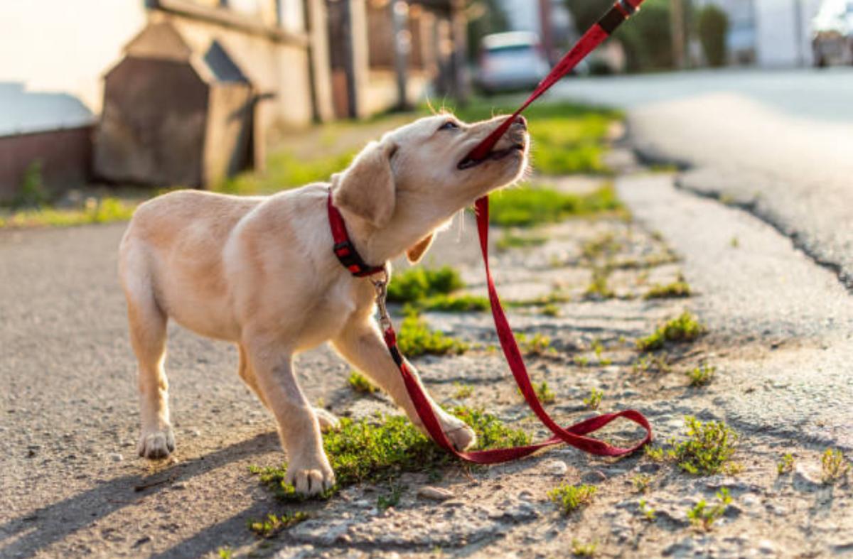 Il cane si blocca e non vuole camminare: perché e cosa fare