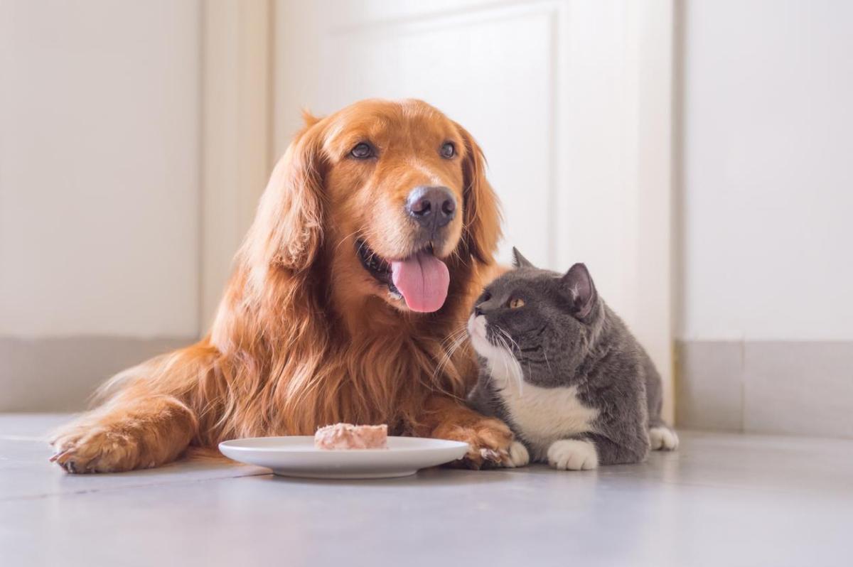I cani possono mangiare il tonno?