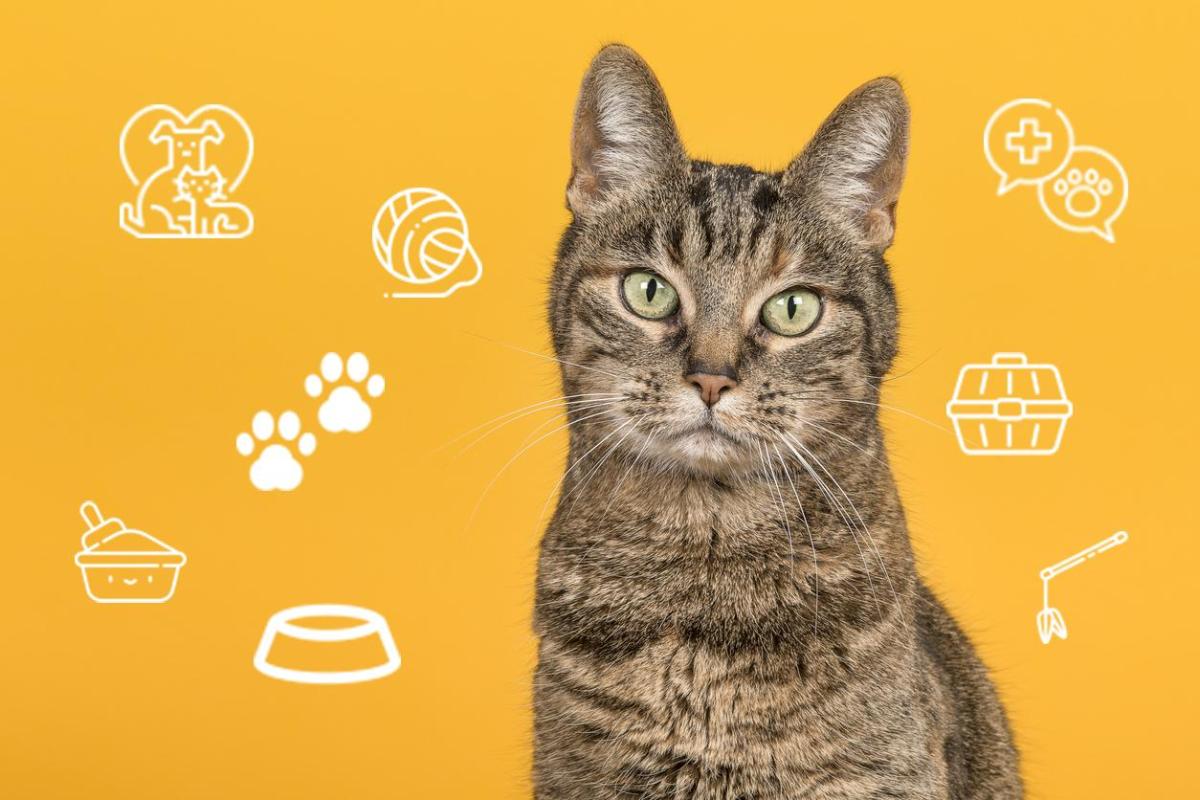 Il comportamento dei gatti: come capire il loro linguaggio