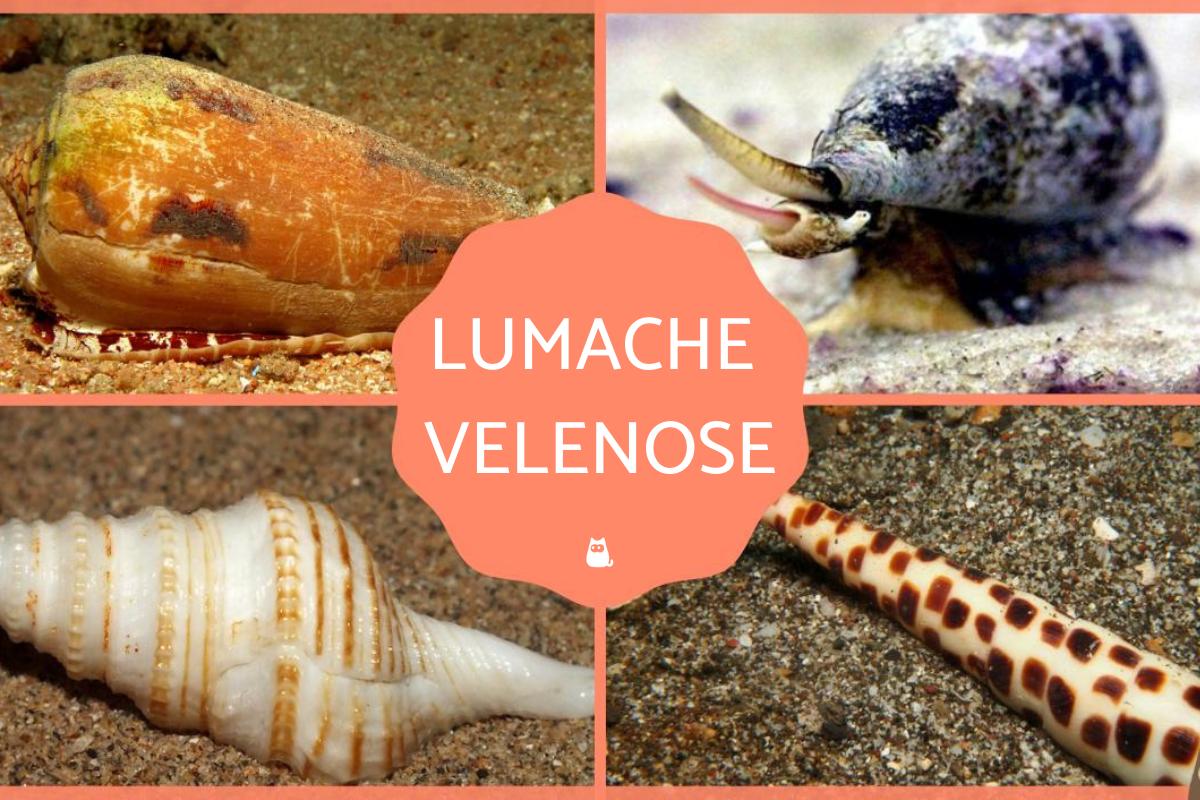 Tipi di lumache velenose