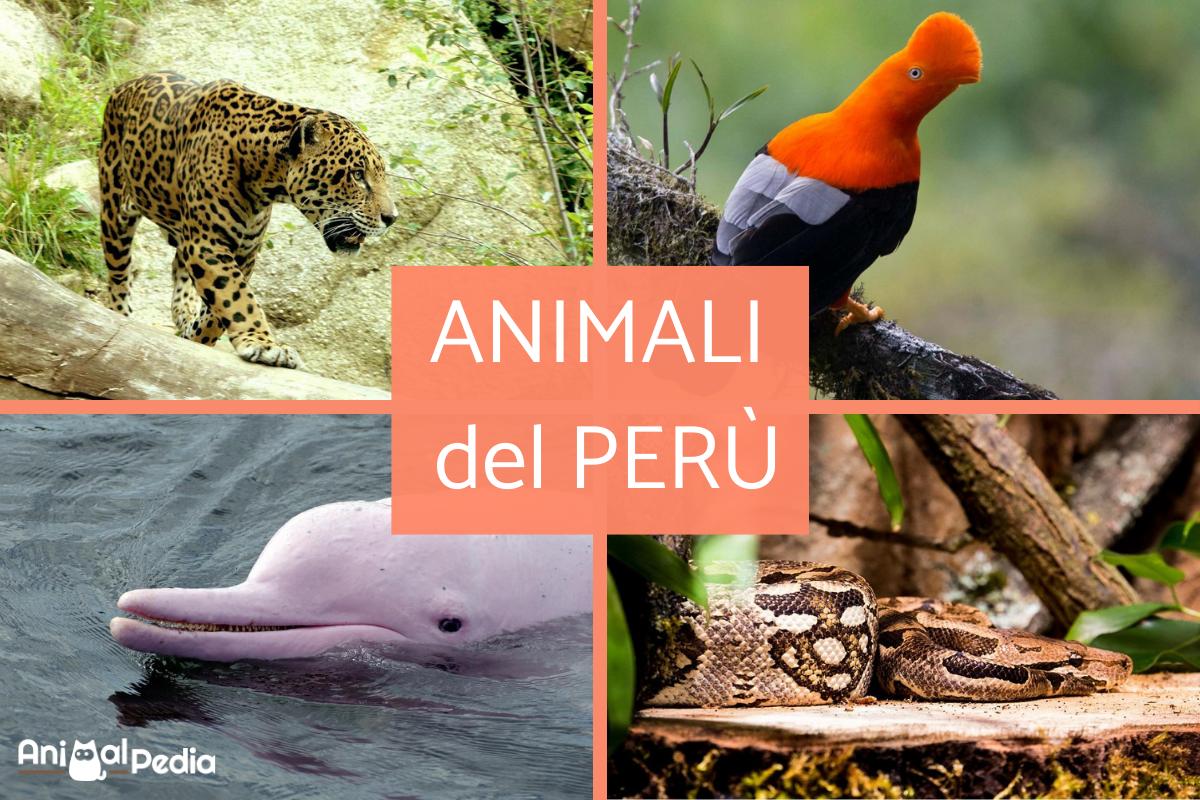 Animali del Perù