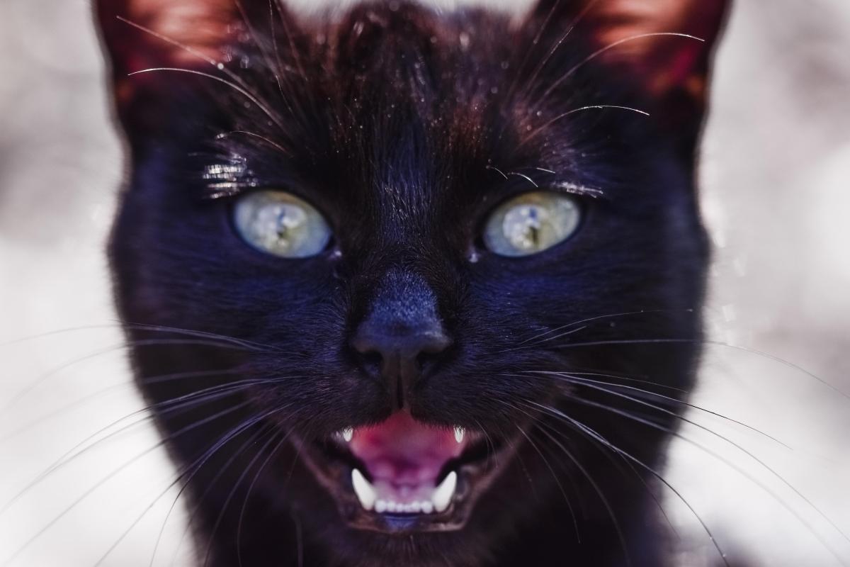 Gatto che fa il verso del piccione: cause e cosa fare