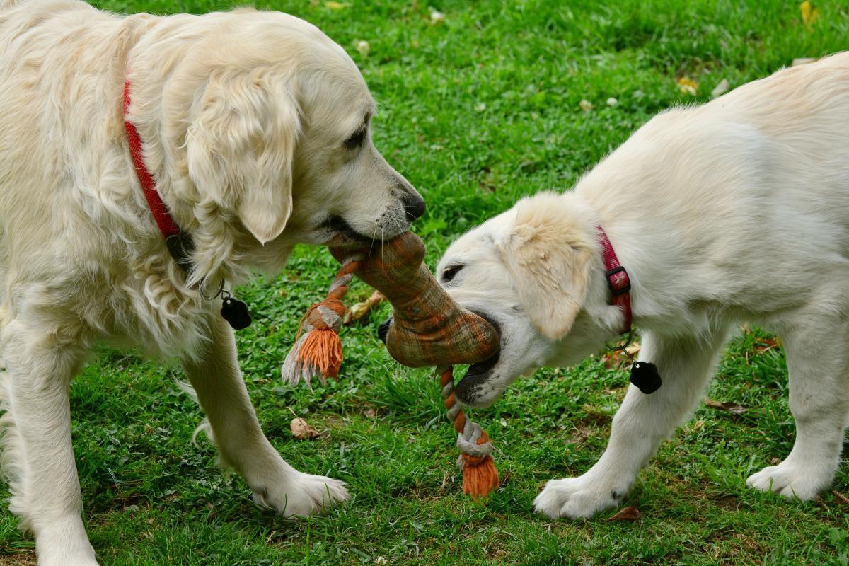 A che età il cane diventa più calmo?