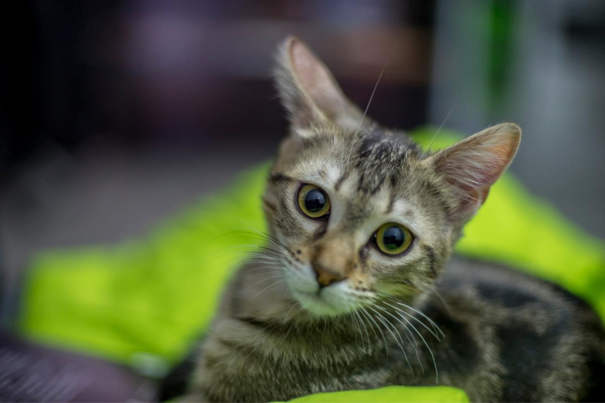 Come adottare un gatto?