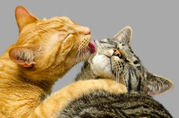 Quanto ci mette un gatto ad accettare un altro gatto?