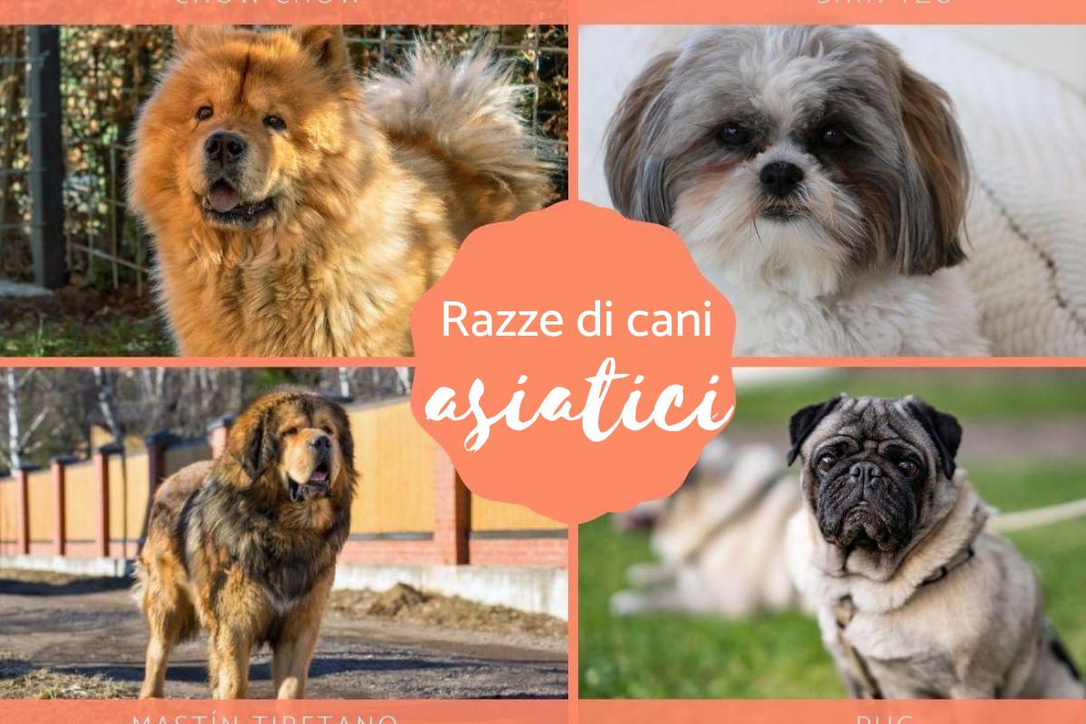 Cani asiatici: Caratteristiche e curiosità