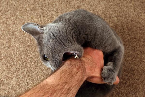 Perché i gatti leccano e poi mordono?