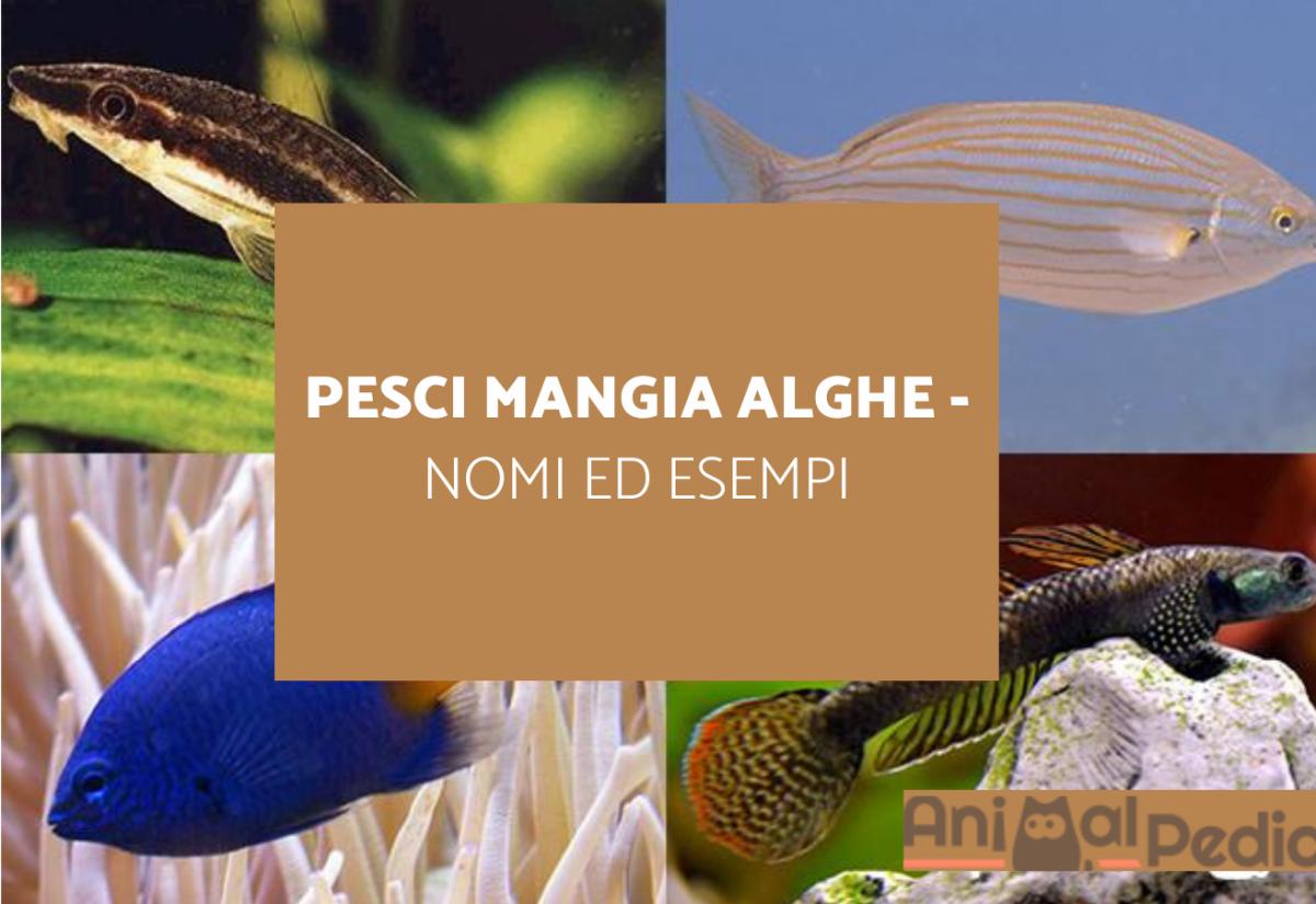 Pesci mangia alghe - Nomi ed esempi